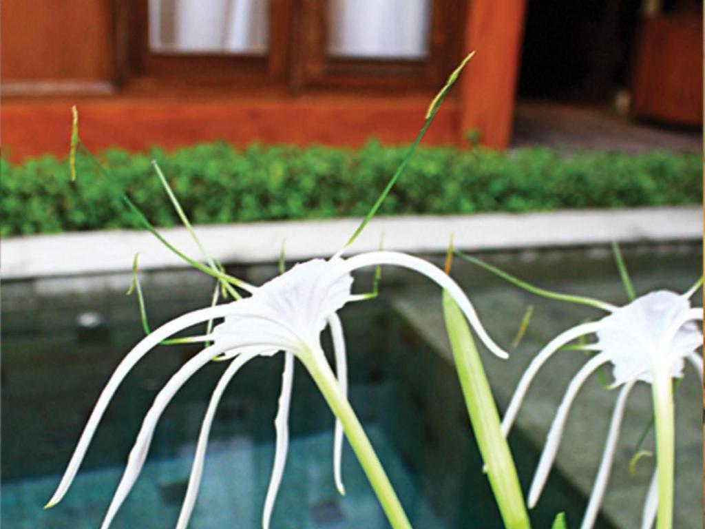 The Edelweiss Hideaway Villa Solo Kültér fotó